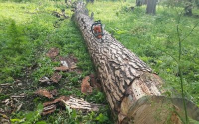 Спил и вырубка деревьев, корчевание пней - Киров, цены, предложения специалистов